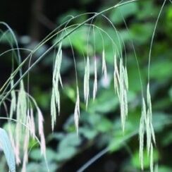 Sverep vetevnaty.jpg